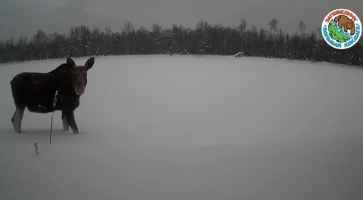 Не секрет, что замерзшие реки становятся одновременно дорогой и опасной ловушкой для животных