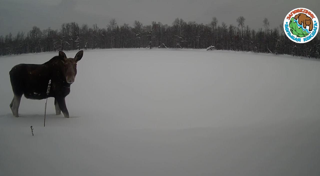 Не секрет, что замерзшие реки становятся одновременно дорогой и опасной ловушкой для животных