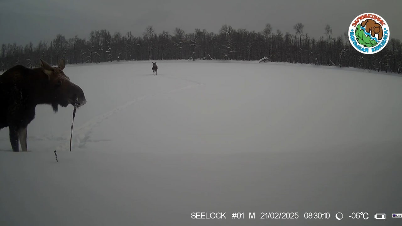 Беременная лосиха в Марий Эл провалилась под лед