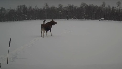 � ��������� ����������� ���������� ������ ���� �� ����������� ��� ��