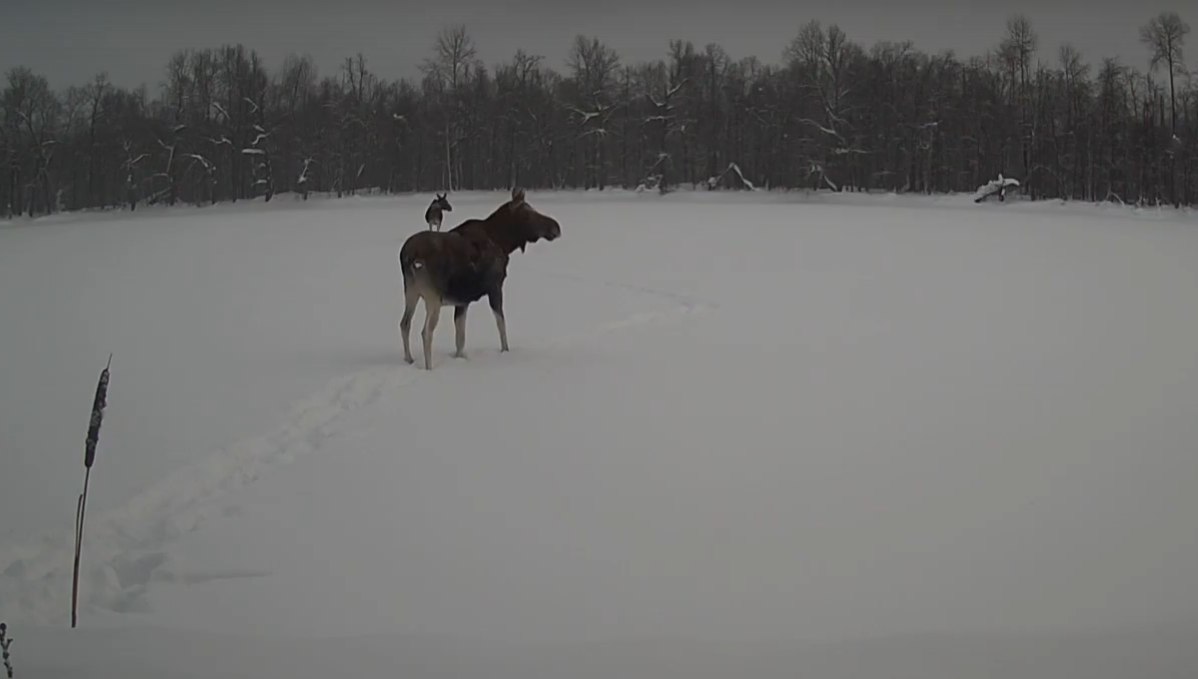В марийском заповеднике беременная лосиха едва не провалилась под лёд