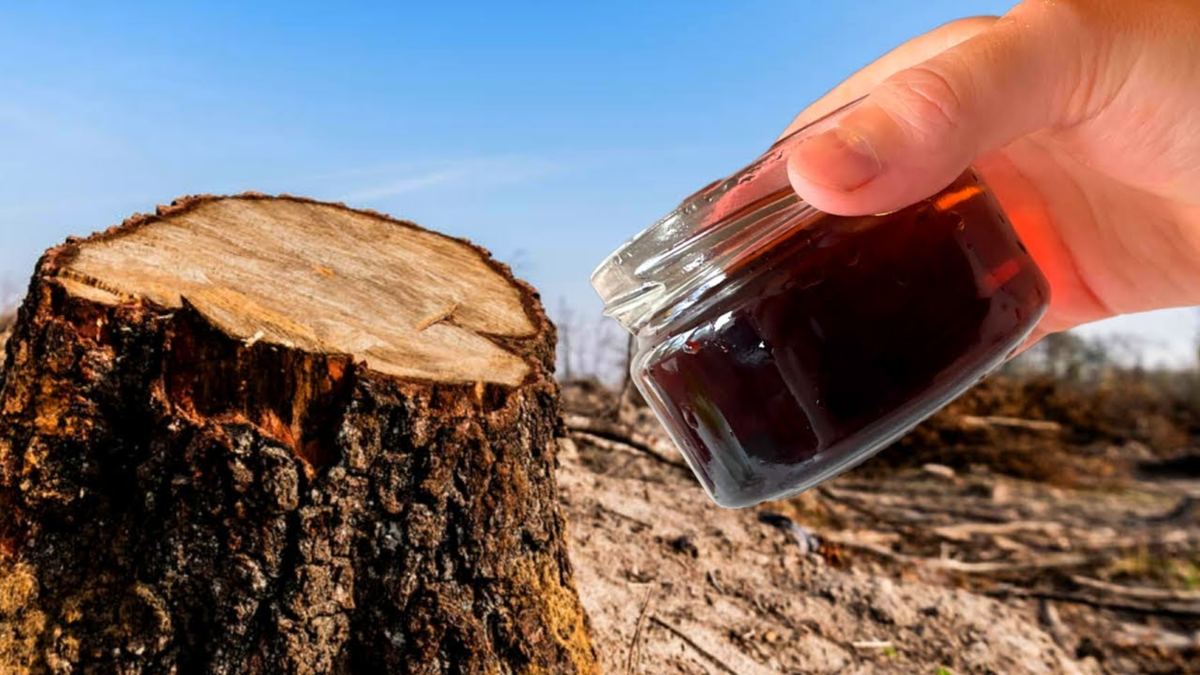 Как быстро избавиться от пня на участке: практический совет от егеря