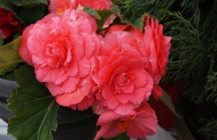 �������� ����������� �������: ������� ������� ������� � �����