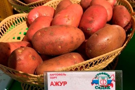 ��������� ����: ������� ������ ��� ��������