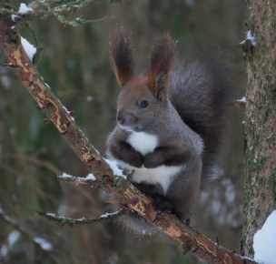 � �����-���� ��� ����� ����� �������