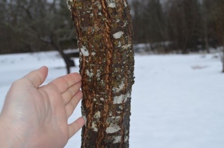 ��� ���������� �� ��� � ���������� �� �����: ��������� �����������