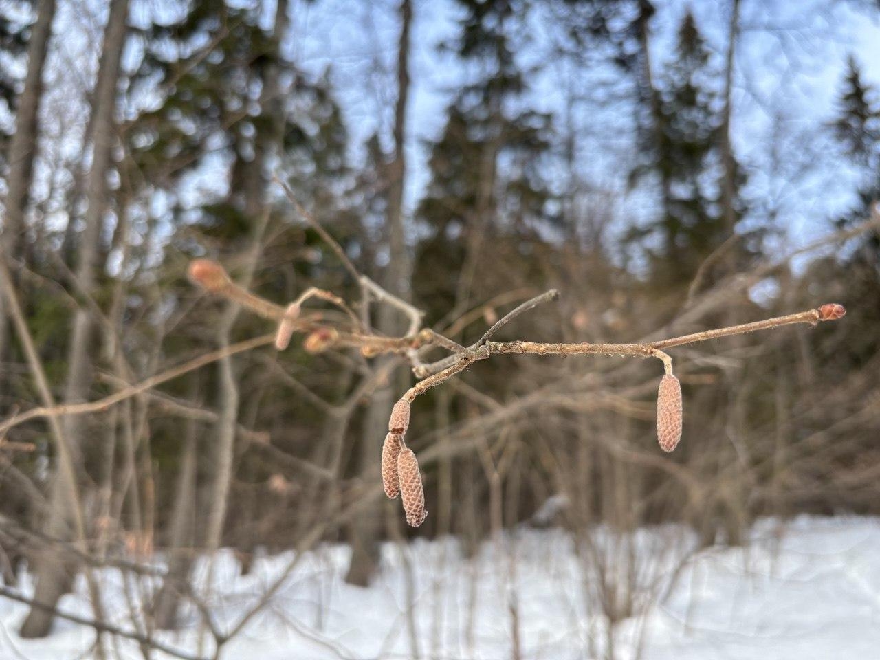 Марий Эл оказалась в зоне влияния североатлантического циклона и выноса теплого воздуха с южных широт