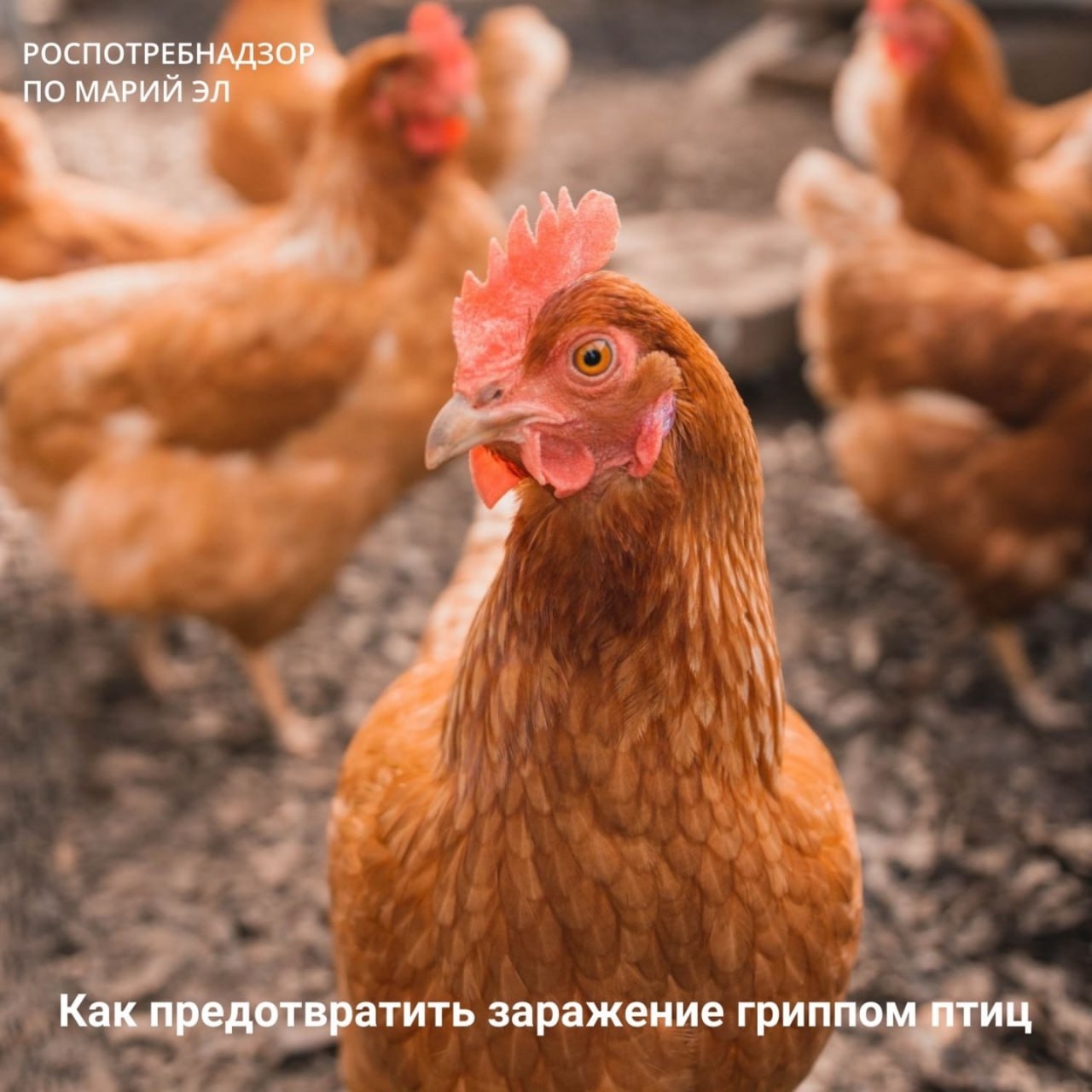 Роспотребнадзор по Республике Марий Эл напоминает, грипп птиц — острая инфекционная болезнь, возбудителем которой является вирус гриппа типа А