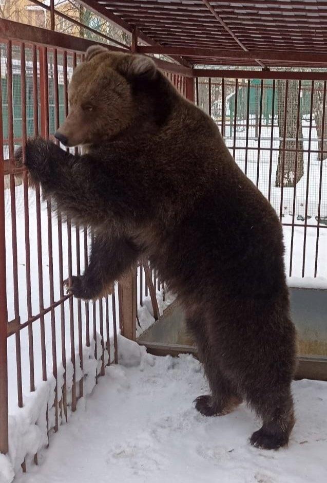 Несмотря на приход календарной и фактической весны, жительница Медведевского мини-зоопарка «Чудо-остров» имени Г. Г. Гибадуллина медведица Дуся все еще не вышла из спячки