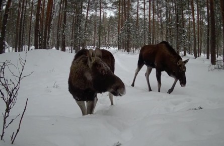 � ����������� �������� ������� ����������� ����� ����������� ���� ��������������� �����