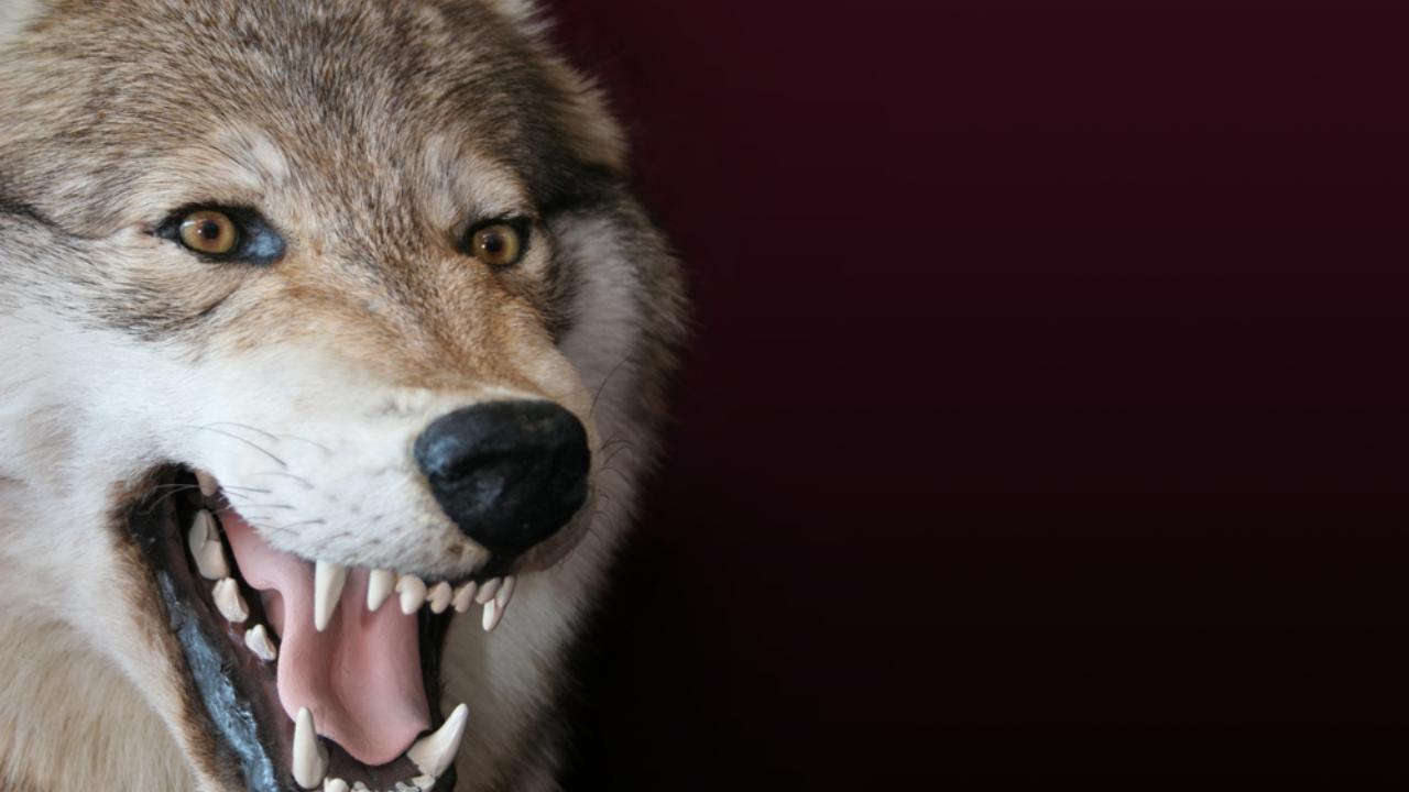 В Марий Эл мало желающих охотиться на волков