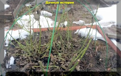 Весенний уход за цветниками: секреты успешного посева и ухода за растениями