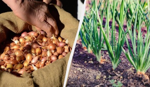 Как добиться богатого урожая лука: советы по посадке и удобрениям