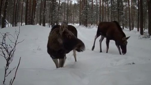 В Марий Эл фотоловушки в заповеднике «Большая Кокшага» чаще всего снимают лосей