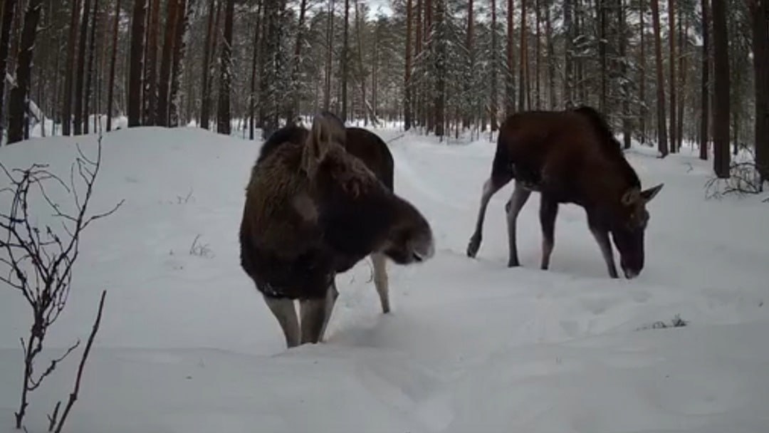 В Марий Эл фотоловушки в заповеднике «Большая Кокшага» чаще всего снимают лосей