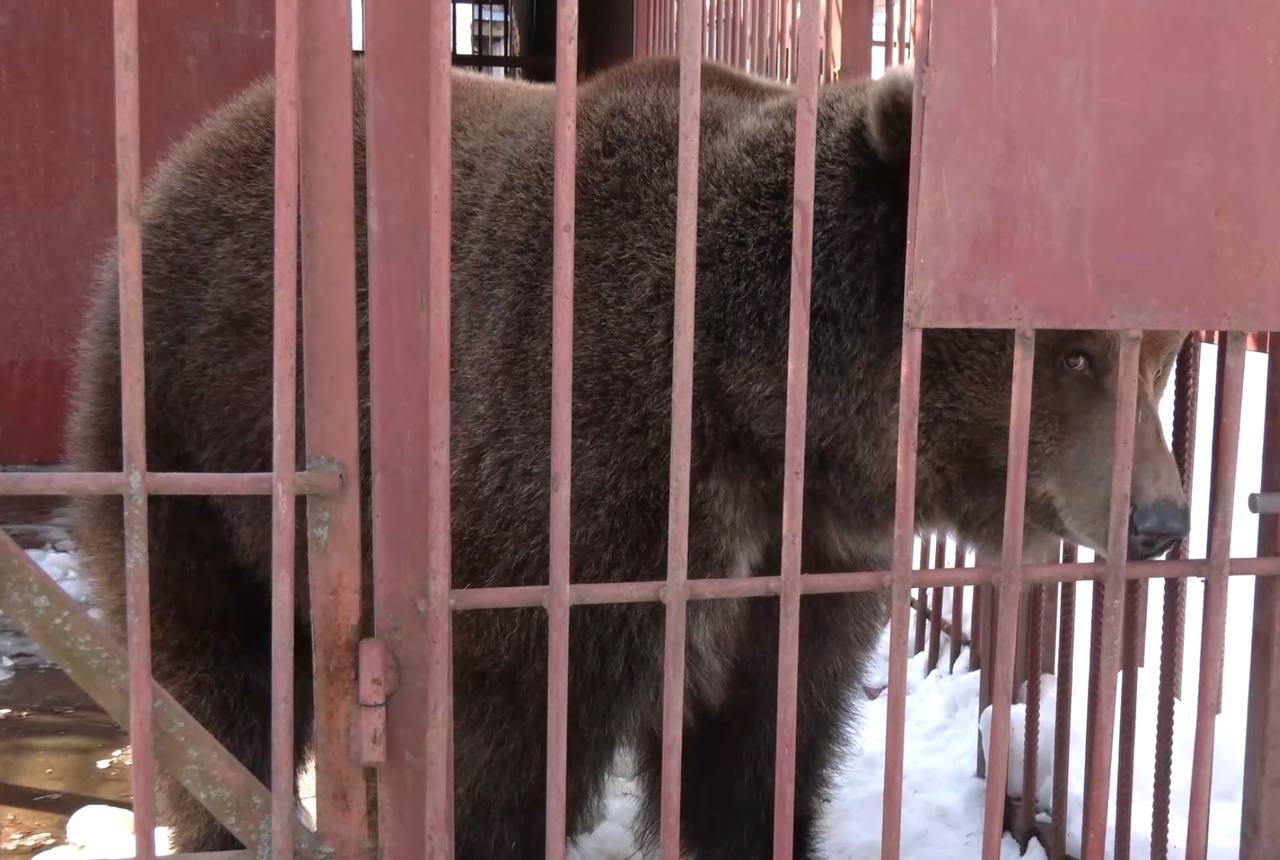 В Медведевском зоопарке вышла из спячки медведица Дуся