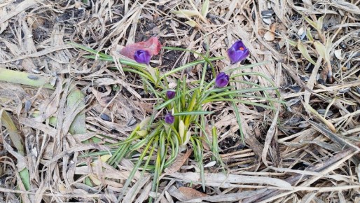 В Йошкар-Оле расцвели крокусы и появились первые бабочки