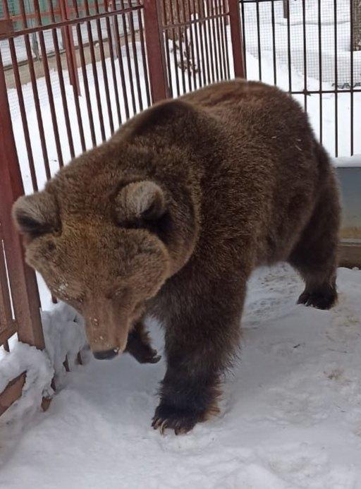 Работники Медведевского зоопарка сообщили, что медведица Дуся наконец вышла из спячки
