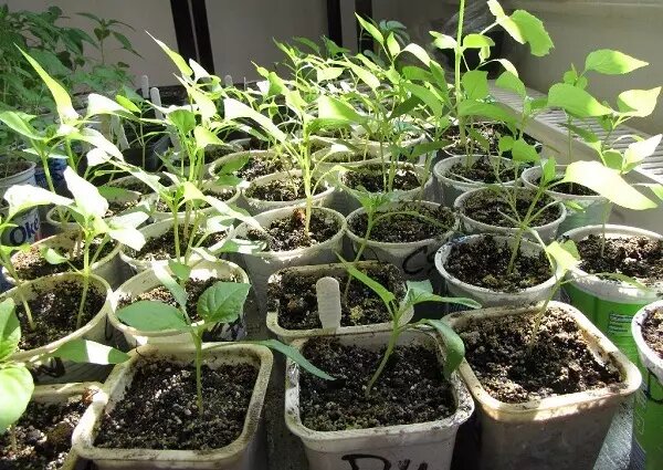 Как сохранить расаду крепкой: секреты борьбы с вытягиванием