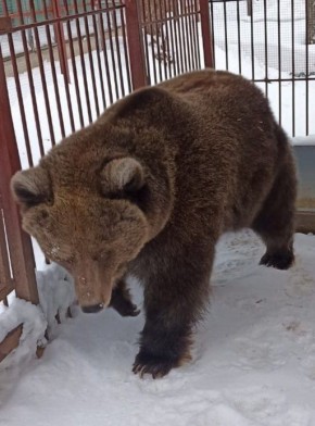 Дуся сказала: «Весна!». В Медведевском зоопарке официально открыт весенний сезон