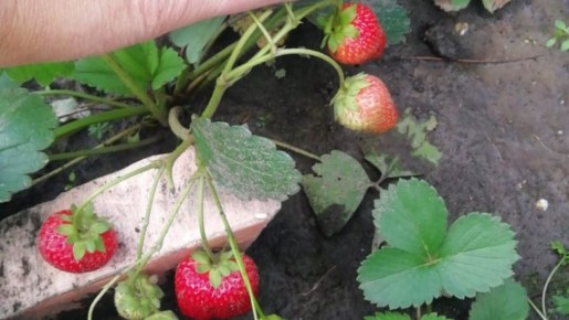 Как вдвоём сажать ремонтантную землянику: практические советы