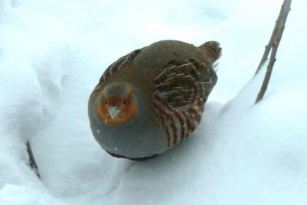 ���� ����� � ����� �� ������ ����� �������� ����� ���������