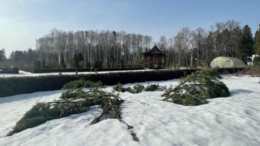 В Йошкар-Оле с приходом весны начал подниматься кедровый стланик