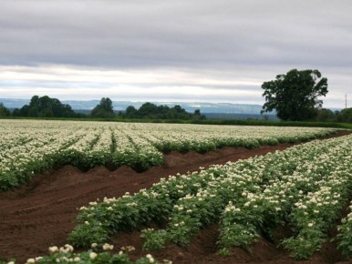 ������� �����������: ��� ����������� ������ �� ��������