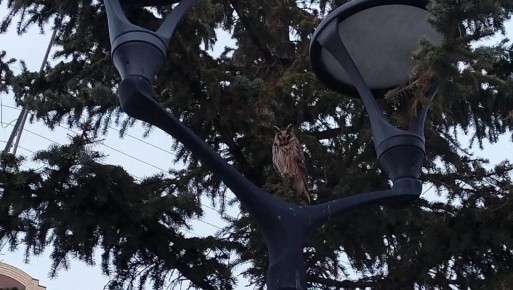 В центре города жители всё чаще замечают лесных птиц