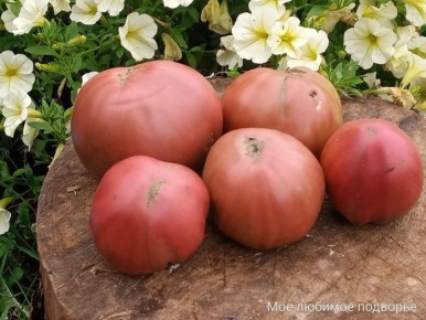 ����� ������ ���������: ������ ���� ���� �������� �����������