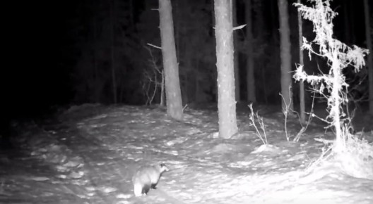 � ������������ ����� ����� �� ���������� ������������ ��������