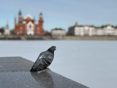 Жители Йошкар-Олы начали находить мертвых птиц в разных районах столицы