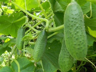 Как выбрать огурцы для разных кулинарных нужд