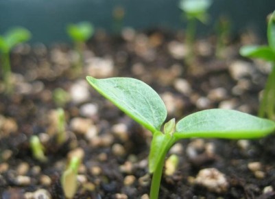 Как вырастить крепкую рассаду огурцов для щедрого урожая