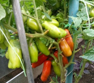 Томаты Дрова и Пень: чего ожидать от необычных сортов?