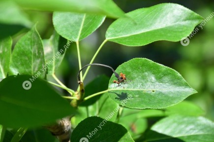 ��� ������ ����� �� ���������� �������: ������ � ������������