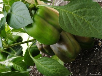 Перец Красный бочонок: секреты успешного выращивания и использования