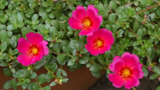 ��������: ������� �������� ��� �������� � �������