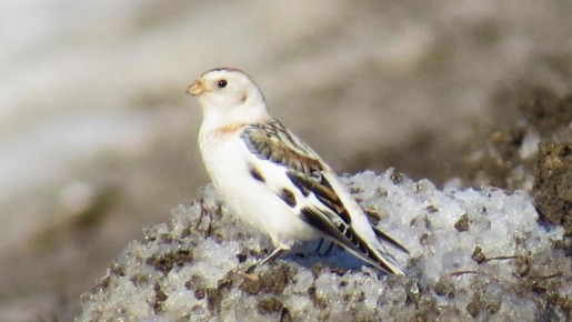 С приходом весны ознакомили в заповеднике «Большая Кокшага» вновь стали замечать перелетных птиц