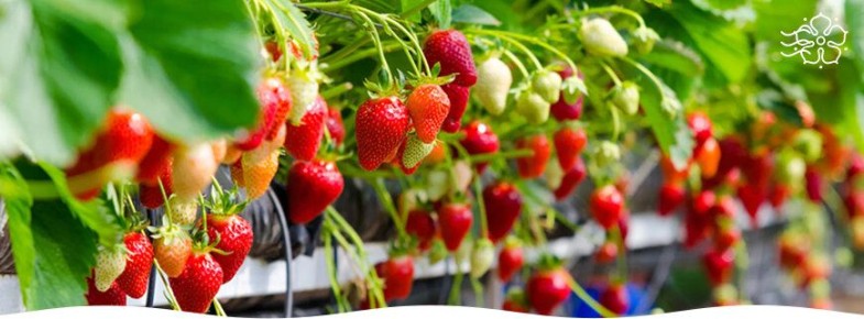 Как заботиться о клубничной грядке осенью: полезные советы