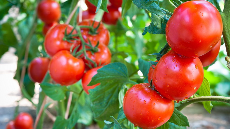 Как добиться крупных помидоров: простой секрет от огородников