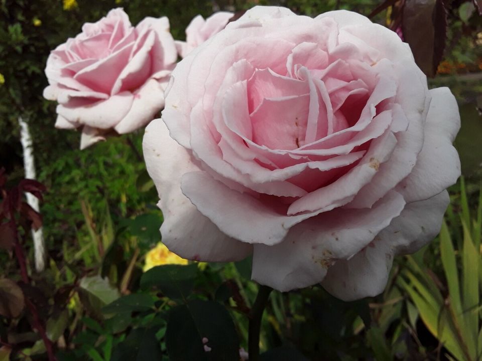 Как справиться с потерей саженцев роз: опыт и размышления