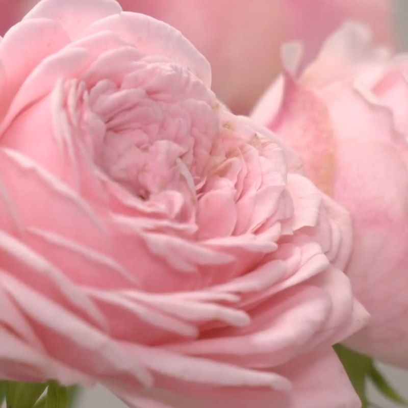 Доброе утро! Желаем бодрого начала дня и отличного настроения