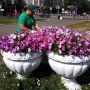 В мэрии Йошкар-Олы рассказали, что в этом году цветочное оформление столицы будет расширено