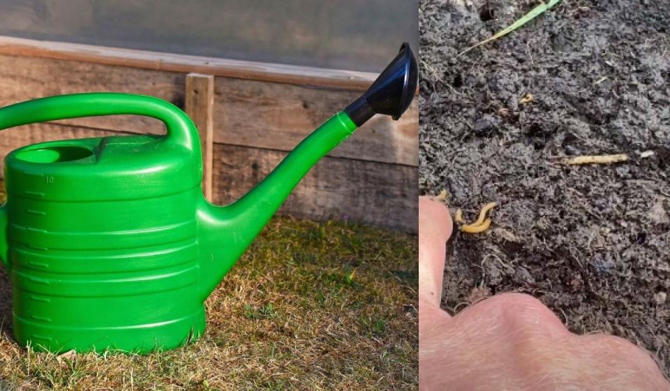 Как эффективно справиться с проволочником в осенний период