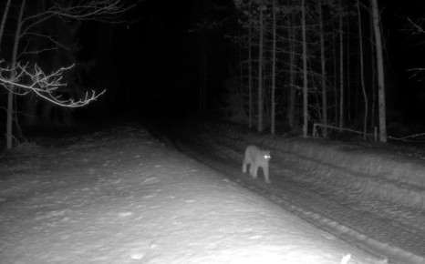 В заповеднике «Большая Кокшага» зафиксировали грациозную рысь, патрулирующую свои территории