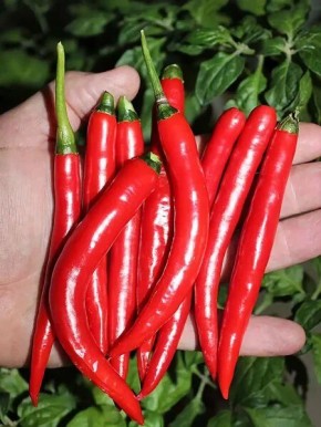 ������-������ ����� ����� ���: ������� ��������� �����������