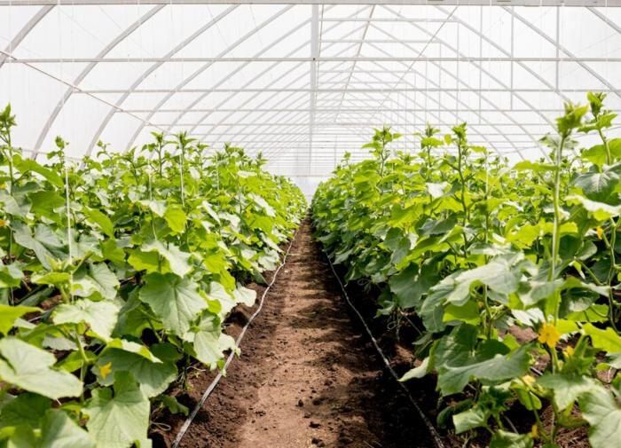 Как подготовить теплицу к зиме: эффективные советы для садоводов