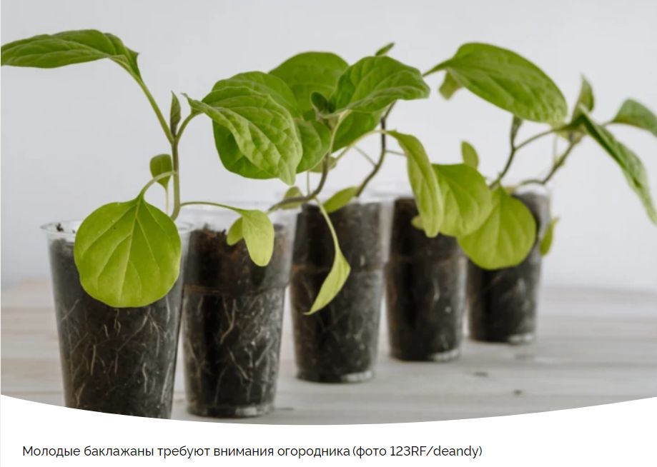 Секреты ухода за рассадой баклажанов для богатого урожая