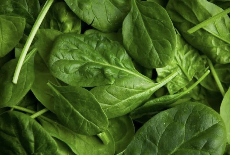 Как продлить сбор щавеля и шпината: секреты повторного посева